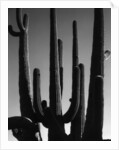 Saguaro by Anonymous