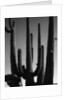 Saguaro by Anonymous