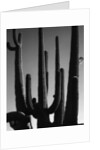 Saguaro by Anonymous