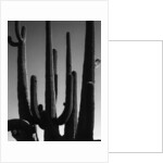 Saguaro by Anonymous