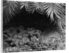 Palm Fronds Hanging Above Ground Cover by Anonymous