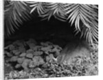 Palm Fronds Hanging Above Ground Cover by Anonymous