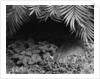 Palm Fronds Hanging Above Ground Cover by Anonymous
