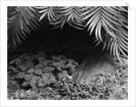 Palm Fronds Hanging Above Ground Cover by Anonymous
