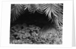 Palm Fronds Hanging Above Ground Cover by Anonymous