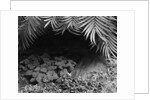 Palm Fronds Hanging Above Ground Cover by Anonymous