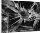 Ice Crystal, 1965 by Anonymous