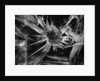 Ice Crystal, 1965 by Anonymous