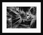 Ice Crystal, 1965 by Anonymous