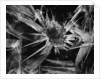 Ice Crystal, 1965 by Anonymous