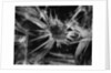 Ice Crystal, 1965 by Anonymous