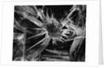 Ice Crystal, 1965 by Anonymous