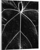 Veins of a Leaf by Anonymous