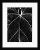 Veins of a Leaf by Anonymous