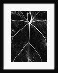 Veins of a Leaf by Anonymous