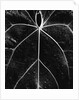 Veins of a Leaf by Anonymous