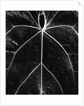 Veins of a Leaf by Anonymous