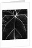 Veins of a Leaf by Anonymous