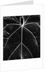 Veins of a Leaf by Anonymous
