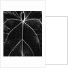 Veins of a Leaf by Anonymous