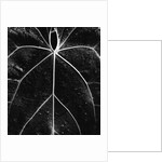 Veins of a Leaf by Anonymous