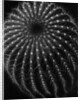 Cactus by Brett Weston