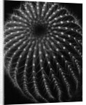 Cactus by Brett Weston