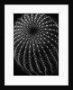 Cactus by Brett Weston