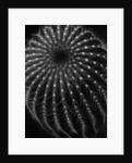 Cactus by Brett Weston