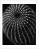 Cactus by Brett Weston