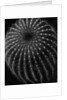 Cactus by Brett Weston