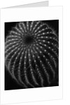 Cactus by Brett Weston