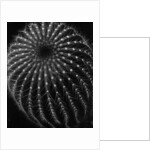 Cactus by Brett Weston