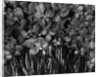 Variegated Leafed Plants by Anonymous
