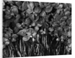 Variegated Leafed Plants by Anonymous