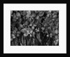 Variegated Leafed Plants by Anonymous