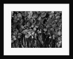 Variegated Leafed Plants by Anonymous