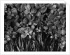Variegated Leafed Plants by Anonymous