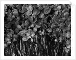 Variegated Leafed Plants by Anonymous