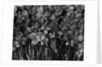 Variegated Leafed Plants by Anonymous
