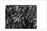 Variegated Leafed Plants by Anonymous