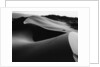 Curvy Ridge of Sand Dunes by Anonymous