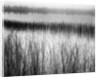 Reeds in Pond with Fog on Horizon by Anonymous