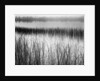 Reeds in Pond with Fog on Horizon by Anonymous