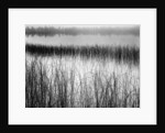 Reeds in Pond with Fog on Horizon by Anonymous
