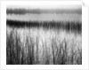 Reeds in Pond with Fog on Horizon by Anonymous