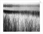 Reeds in Pond with Fog on Horizon by Anonymous