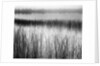 Reeds in Pond with Fog on Horizon by Anonymous
