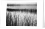 Reeds in Pond with Fog on Horizon by Anonymous