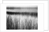 Reeds in Pond with Fog on Horizon by Anonymous